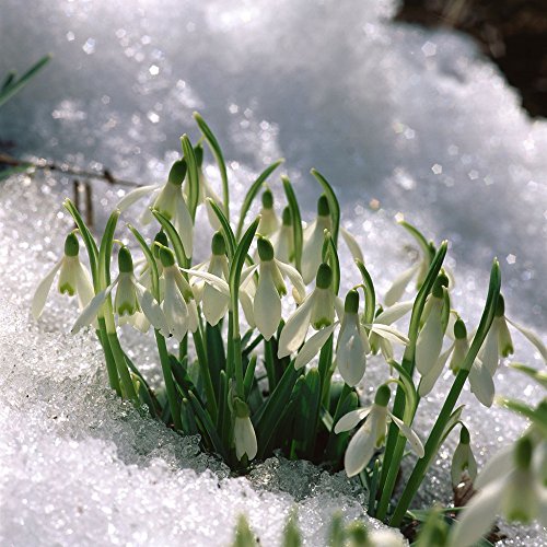 semillas de flor de campanillas semillas Galanthus nivalis 100PCS Común hermoso jardín de flores de congelación plantas Bonsai balcón