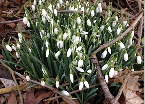 semillas de flor de campanillas semillas Galanthus nivalis 200PCS Común hermoso jardín de flores de congelación plantas Bonsai balcón