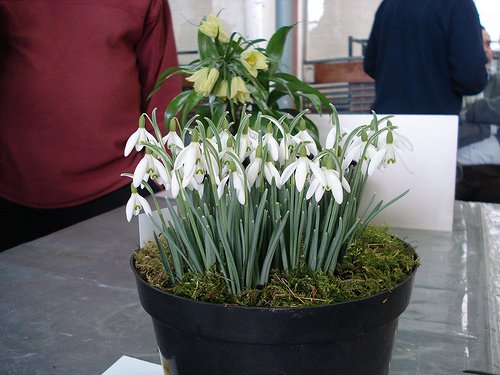 semillas de flor de campanillas semillas Galanthus nivalis 200PCS Común hermoso jardín de flores de congelación plantas Bonsai balcón