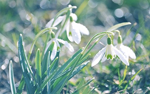 semillas de flor de campanillas semillas Galanthus nivalis 200PCS Común hermoso jardín de flores de congelación plantas Bonsai balcón