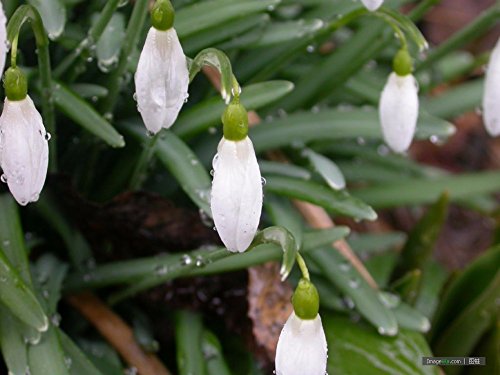 semillas de flor de campanillas semillas Galanthus nivalis 200PCS Común hermoso jardín de flores de congelación plantas Bonsai balcón