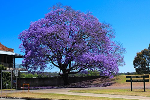 SEMILLAS ECOLÓGICAS DE JACARANDA MIMOSIFOLIA PROCEDENTES DE ÁRBOLES CENTENARIOS Y MILENARIOS