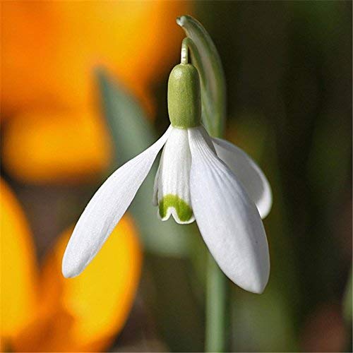 Semillas Semillas de flores campanilla blanca nivalis de Galanthus 100 piezas/porción Común Jardín Bello congelación Plantas Bonsai Balcón de flores