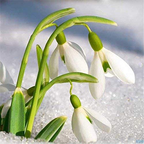 Semillas Semillas de flores campanilla blanca nivalis de Galanthus 100 piezas/porción Común Jardín Bello congelación Plantas Bonsai Balcón de flores