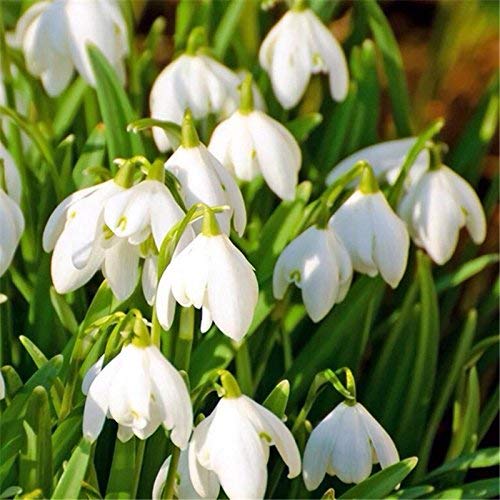 Semillas Semillas de flores campanilla blanca nivalis de Galanthus 100 piezas/porción Común Jardín Bello congelación Plantas Bonsai Balcón de flores