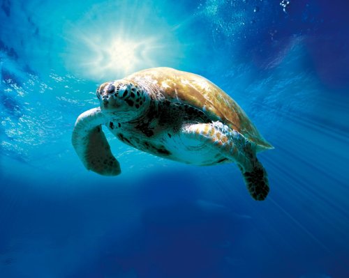 Tortuga - Die unglaubliche Reise der Meeresschildkröte [Alemania] [DVD]