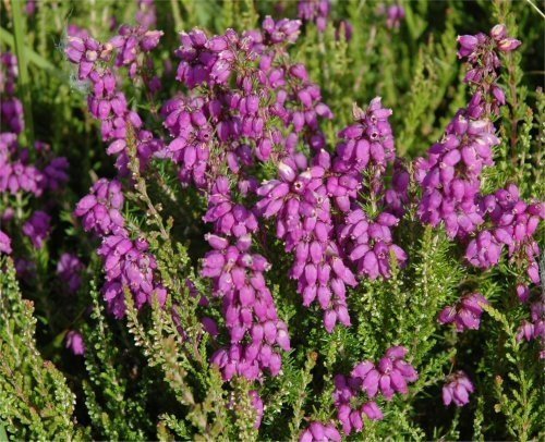 Tree Seeds Online - Calluna Vulgaris Lila Heather. 100 Semillas - Paquete con 10