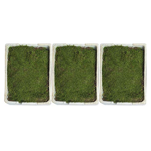 1 caja de musgo auténtico – Decoración natural para manualidades en diferentes variedades frescas – DIY – musgo islandés, musgo plano, musgo de estómago, musgo escamoso, 3 musgos de 1 m2.