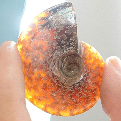 1 Uds Natural 25-30 Mm amonita iridiscente ammolita faceta espécimen fósil gema de piedra de Madagascar coleccionables significativos, como se muestra