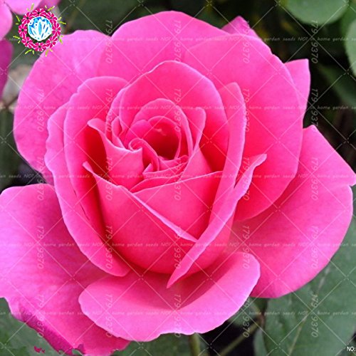 100pcs / bag Negro Baccara semillas híbridas Rose arbusto de flores, Exóticos True Blood Rose Flor de Plantas de jardín Bonsai Fácil Planta 7