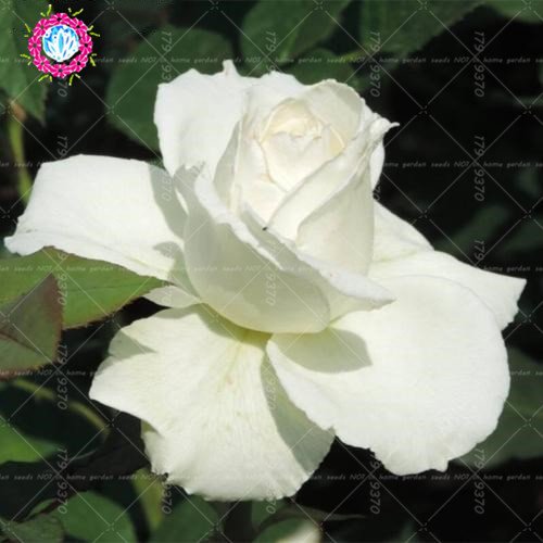 100pcs / bag Negro Baccara semillas híbridas Rose arbusto de flores, Exóticos True Blood Rose Flor de Plantas de jardín Bonsai Fácil Planta 7