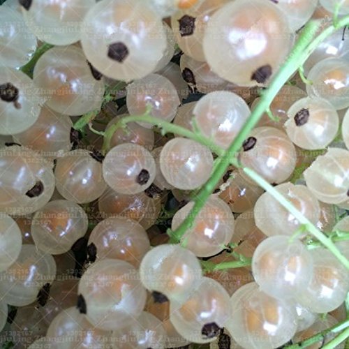 50 PC / bolso de la grosella espinosa frutas, semillas de grosella jugosas Semillas Frutas nutritivo orgánico Bonsai Alimentos semillas de plantas para jardín Pot