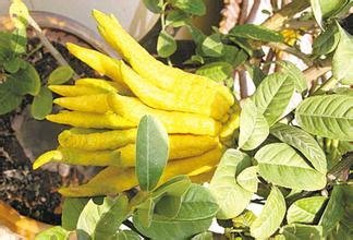 50 semillas / Bolsa, Semillas de bergamota, plantas en maceta de la familia, de la mano de Buda de oro, purificar el aire, amarillas de las semillas de la mano de Buda del oro