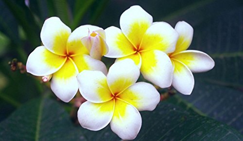 50 semillas Semillas Inicio Jardín Frangipani Plumeria rubra Lei flor de huevo