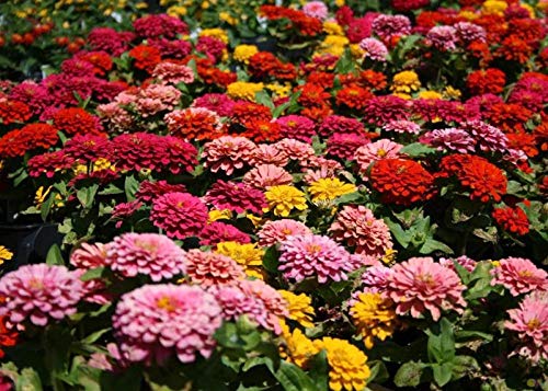 B/H perennes Plantas Semillas,Balcón Primavera Flores,Semillas Flores Silvestres Zinnia Cosmos Azufre Crisantemo Caléndula-California Amapola_1kg