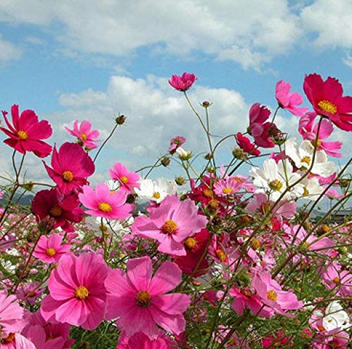 B/H perennes Plantas Semillas,Balcón Primavera Flores,Semillas Flores Silvestres Zinnia Cosmos Azufre Crisantemo Caléndula-California Amapola_1kg