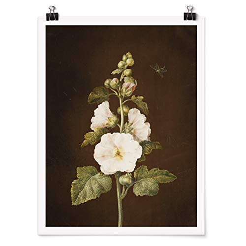 Bilderwelten Poster Barbara Regina Dietzsch Hollyhock Brillante 60x45cm