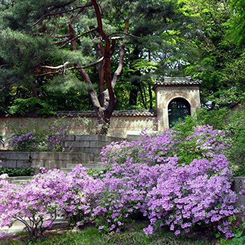 Changdeokgung Palace River