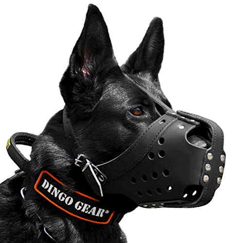 DINGO GEAR WWW.DINGOGEAR.COM 1977 Di