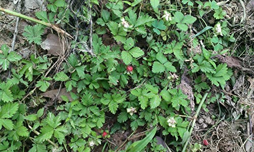 Edible Wild Berries and Fruits