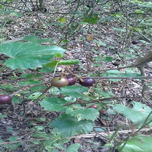 Edible Wild Berries and Fruits