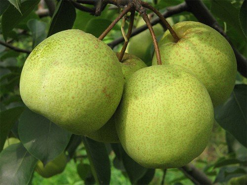 Envío libre, mini maceta semillas de peral 10 PC, plantas frutales chinos de alta calidad