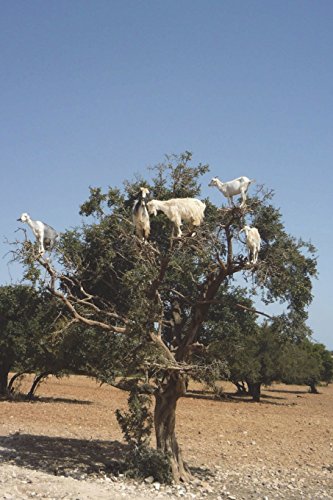 Goats in an Argan Tree in Morocco Journal: 150 page lined notebook/diary