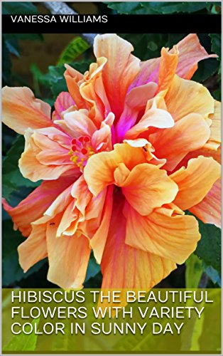 Hibiscus The Beautiful Flowers with Variety Color in Sunny Day: Photo book of beautiful Hibiscus for your learning and relaxation (photo book flowers 1) (English Edition)