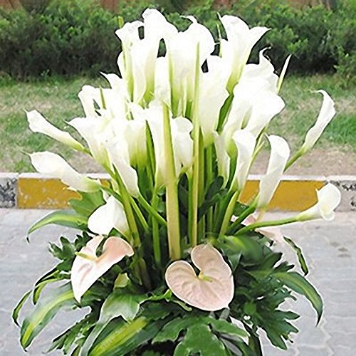 KINGDUO 50 Pcs Calla Lily Semillas Trópico Embellecimiento Plantas Jardín Maceta Flores Perenne Lirio Semillas-Negro