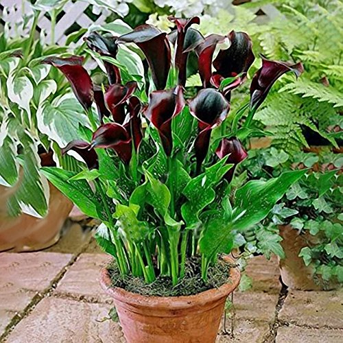 KINGDUO 50 Pcs Calla Lily Semillas Trópico Embellecimiento Plantas Jardín Maceta Flores Perenne Lirio Semillas-Negro