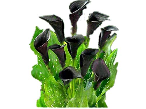 KINGDUO 50 Pcs Calla Lily Semillas Trópico Embellecimiento Plantas Jardín Maceta Flores Perenne Lirio Semillas-Negro