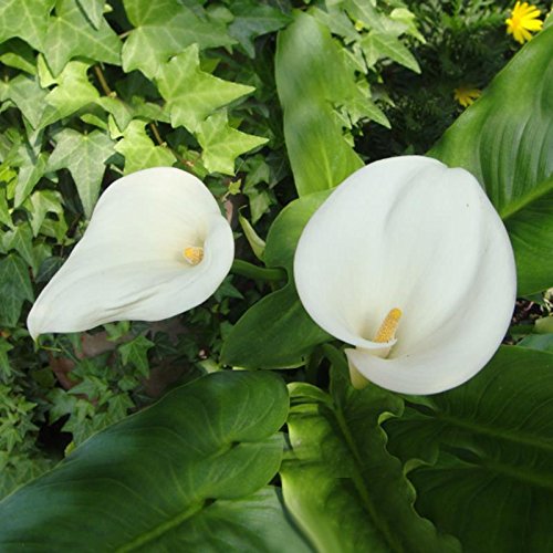 KINGDUO 50 Pcs Calla Lily Semillas Trópico Embellecimiento Plantas Jardín Maceta Flores Perenne Lirio Semillas-Negro