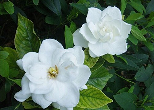 Las semillas de gardenia blanca Jasminoides Cabo Jazmín fragante flor, paquete original, 20 semillas / Paquete, Bonsai de interior Danh-danh