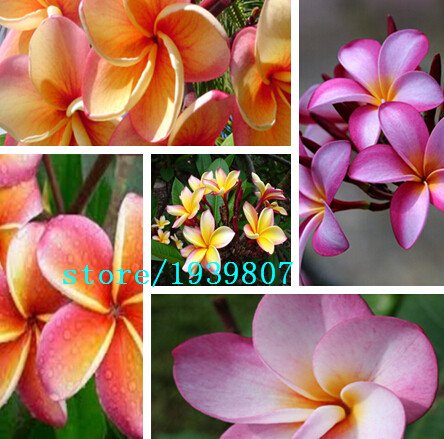 Las semillas de plantas del jardín de DIY 100Seeds Mix-Color real fresca Plumeria Rubra Frangipani Lilavadee árbol de la flor