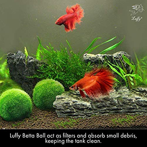 LUFFY Marimo Moss Balls - Estéticamente hermoso y crea un ambiente saludable - Ecológico, bajo mantenimiento y frena el crecimiento de algas - Camarones y caracoles Los aman
