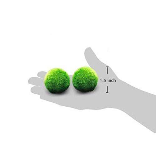 LUFFY Marimo Moss Balls - Estéticamente hermoso y crea un ambiente saludable - Ecológico, bajo mantenimiento y frena el crecimiento de algas - Camarones y caracoles Los aman