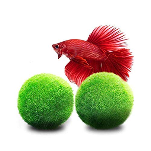 LUFFY Marimo Moss Balls - Estéticamente hermoso y crea un ambiente saludable - Ecológico, bajo mantenimiento y frena el crecimiento de algas - Camarones y caracoles Los aman