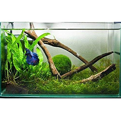 LUFFY Marimo Moss Balls - Estéticamente hermoso y crea un ambiente saludable - Ecológico, bajo mantenimiento y frena el crecimiento de algas - Camarones y caracoles Los aman