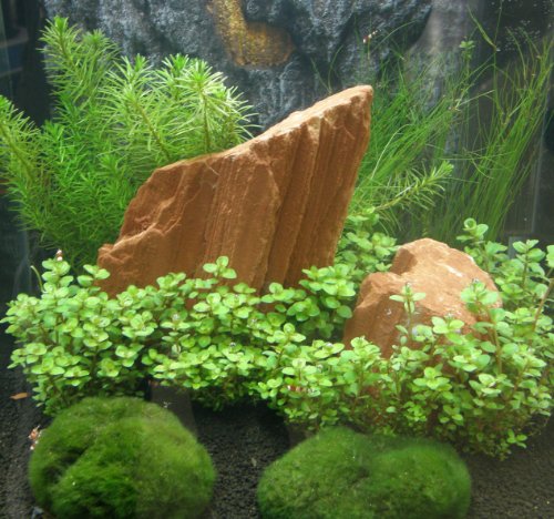 Maclellan - Anti algas Kit, 5 crecimiento rápido fácil de cuidar Variedades + 2 Bolas de musgo
