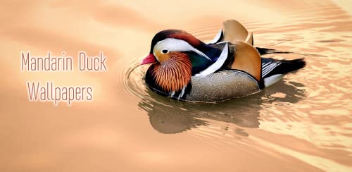 Mandarin duck Wallpapers