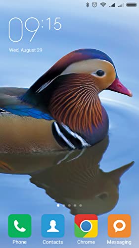 Mandarin duck Wallpapers