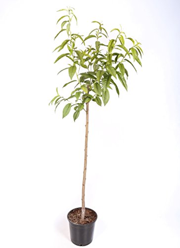 Nectarina árbol - Maceta 26cm. - Altura aprox. 1'20m. - Planta viva - (Envíos sólo a Península)