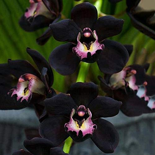 Negro: Orquidea directa Orquídea Phalaenopsis Semillas de flores Semillas de huerta Semente 30 Pc F90