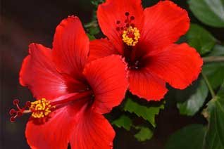 PACK 3 HIBISCUS - MACETA COLOR 2,5L