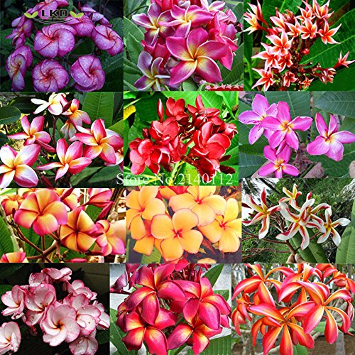 Plumeria rubra semillas frescas Frangipani rara mezcla poni real señora semillas del árbol suculento de plumeria Mix R8