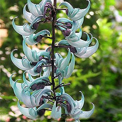 Portal Cool 5 Semillas azul fragante flor rara en peligro de extinciÃ³n Jade planta de vid de Bonsai Strongylodon