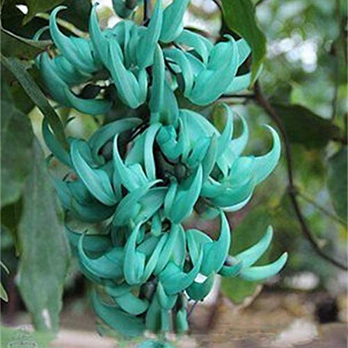 Portal Cool 5 Semillas azul fragante flor rara en peligro de extinciÃ³n Jade planta de vid de Bonsai Strongylodon