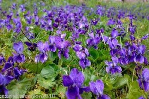 Portal Cool Dulce violeta de la reina Charlotte Hardy Perenne Flor Viola odorata 40 Semillas