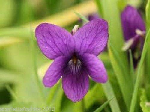 Portal Cool Dulce violeta de la reina Charlotte Hardy Perenne Flor Viola odorata 40 Semillas