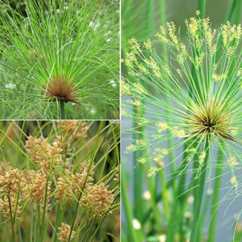 Portal Cool Semilla de la Planta Cyperus Paraguas alternifolius Papiro Hierba Paraguas de Palm T Flor